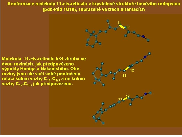 Konformace molekuly 11 -cis-retinalu v krystalové struktuře hovězího rodopsinu (pdb-kód 1 U 19), zobrazené