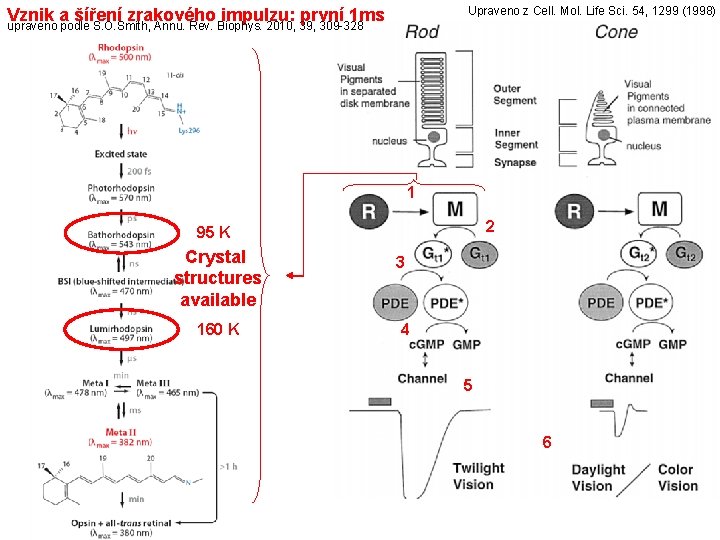 Upraveno z Cell. Mol. Life Sci. 54, 1299 (1998) Vznik a šíření zrakového impulzu: