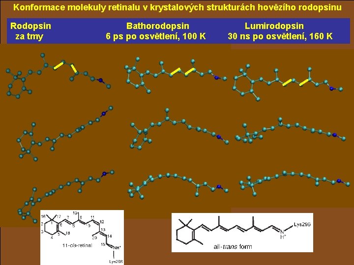 Konformace molekuly retinalu v krystalových strukturách hovězího rodopsinu Rodopsin za tmy Bathorodopsin 6 ps