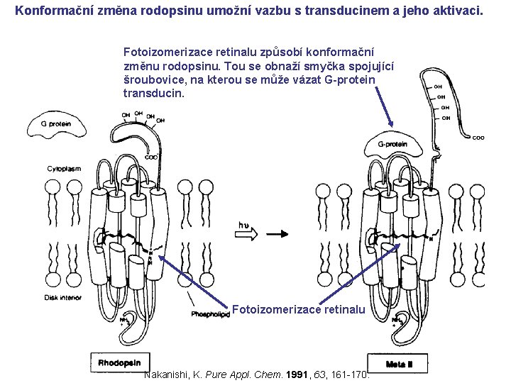 Konformační změna rodopsinu umožní vazbu s transducinem a jeho aktivaci. Fotoizomerizace retinalu způsobí konformační