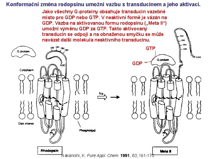 Konformační změna rodopsinu umožní vazbu s transducinem a jeho aktivaci. Jako všechny G-proteiny obsahuje