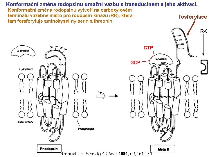 Konformační změna rodopsinu umožní vazbu s transducinem a jeho aktivaci. Konformační změna rodopsinu vytvoří