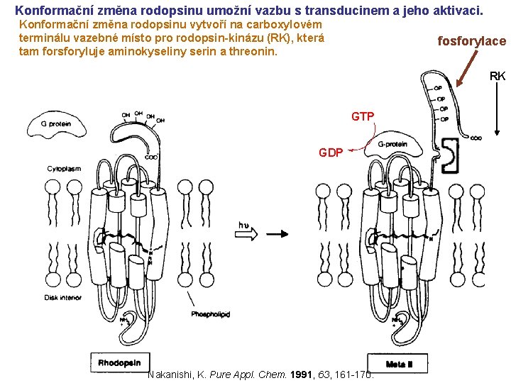 Konformační změna rodopsinu umožní vazbu s transducinem a jeho aktivaci. Konformační změna rodopsinu vytvoří