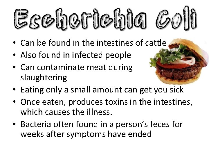  • Can be found in the intestines of cattle • Also found in