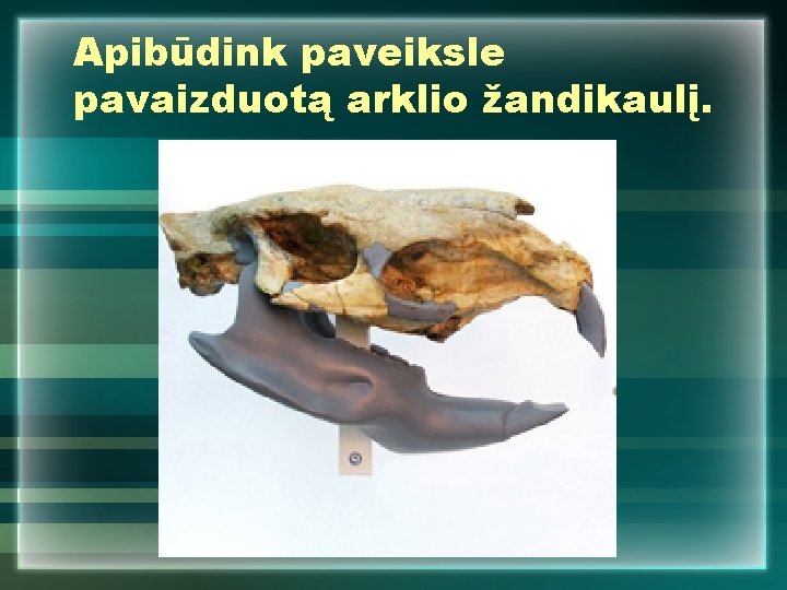 Apibūdink paveiksle pavaizduotą arklio žandikaulį. 