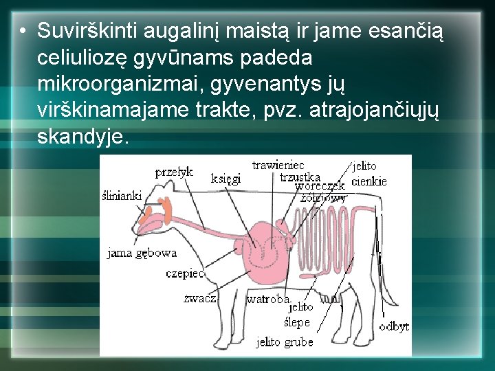  • Suvirškinti augalinį maistą ir jame esančią celiuliozę gyvūnams padeda mikroorganizmai, gyvenantys jų