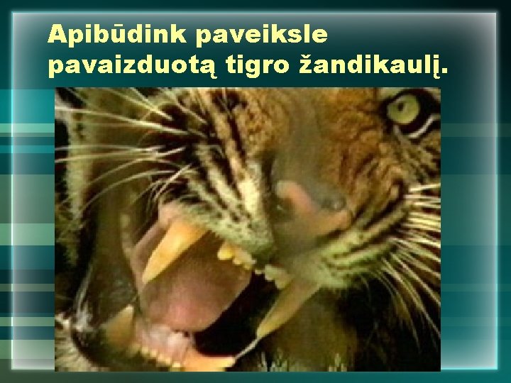 Apibūdink paveiksle pavaizduotą tigro žandikaulį. 