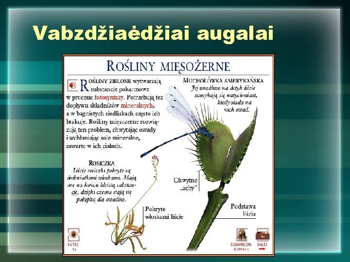 Vabzdžiaėdžiai augalai 