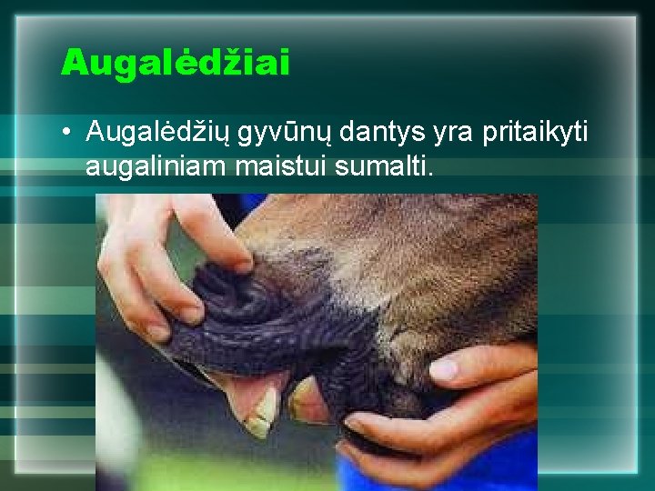 Augalėdžiai • Augalėdžių gyvūnų dantys yra pritaikyti augaliniam maistui sumalti. 