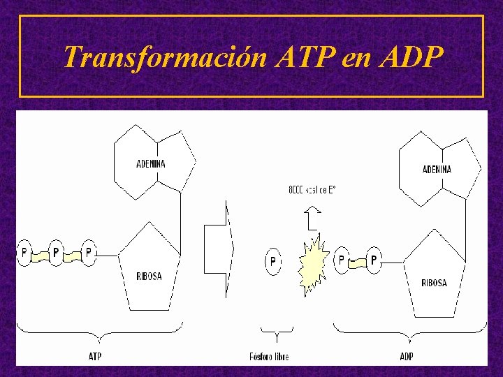 Transformación ATP en ADP 