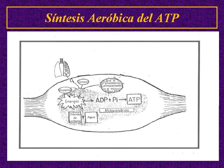 Síntesis Aeróbica del ATP 