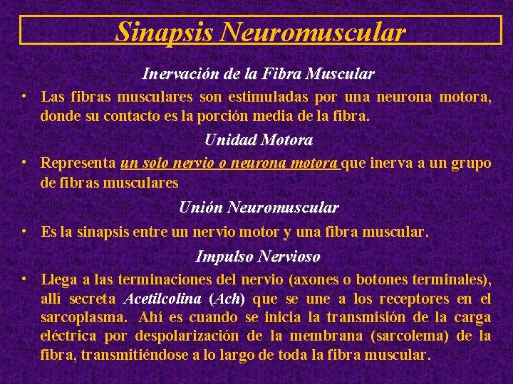 Sinapsis Neuromuscular Inervación de la Fibra Muscular • Las fibras musculares son estimuladas por
