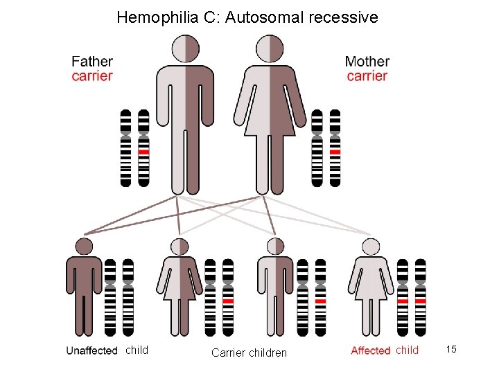 Hemophilia C: Autosomal recessive child Carrier children child 15 