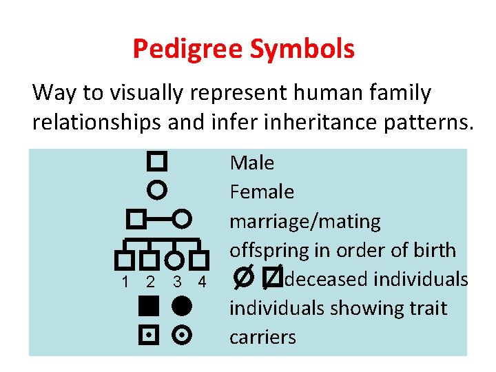 Pedigree Symbols Way to visually represent human family relationships and infer inheritance patterns. 1