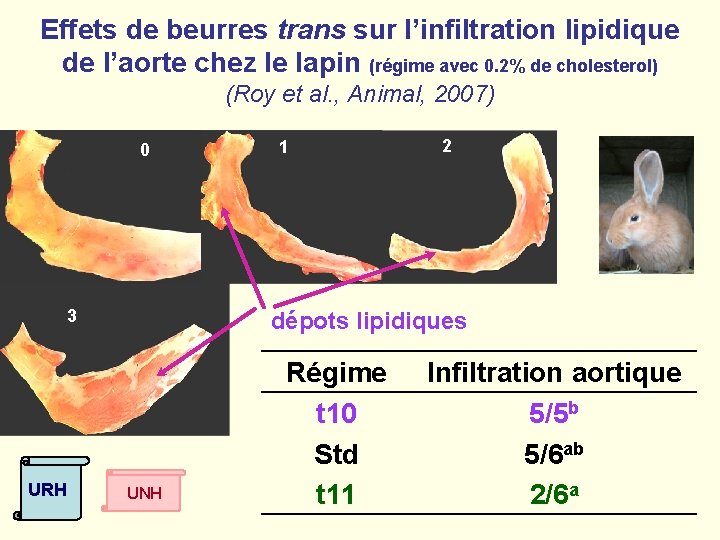 Effets de beurres trans sur l’infiltration lipidique de l’aorte chez le lapin (régime avec