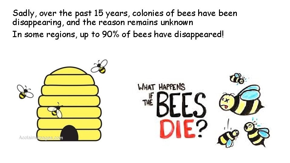 Sadly, over the past 15 years, colonies of bees have been disappearing, and the