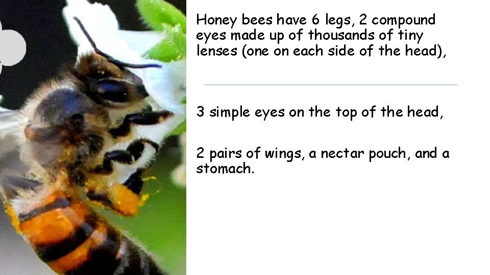 Honey bees have 6 legs, 2 compound eyes made up of thousands of tiny