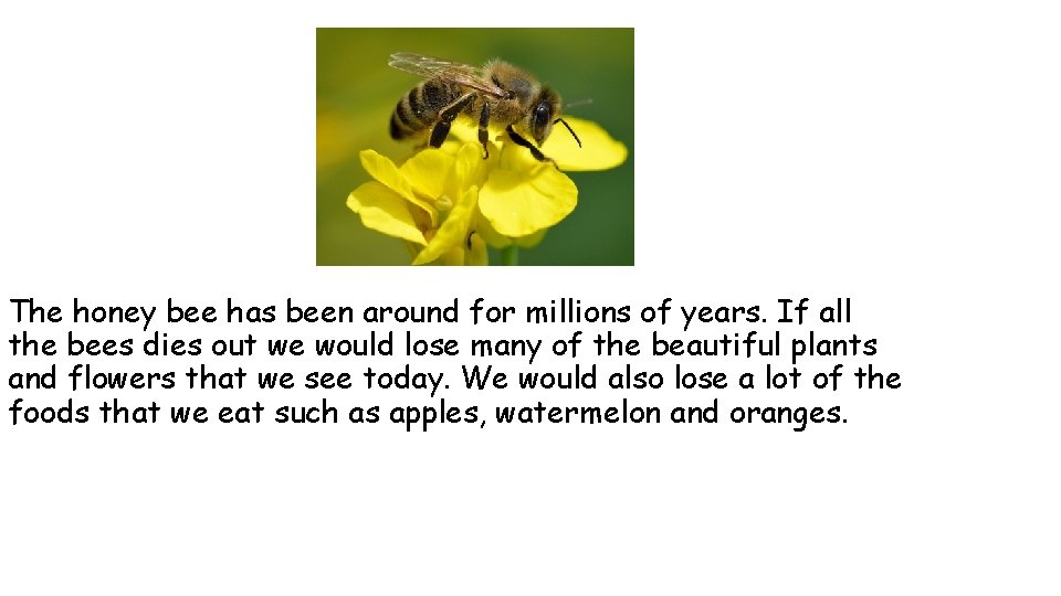 The honey bee has been around for millions of years. If all the bees The honey bee has been around for millions of years. If all the bees