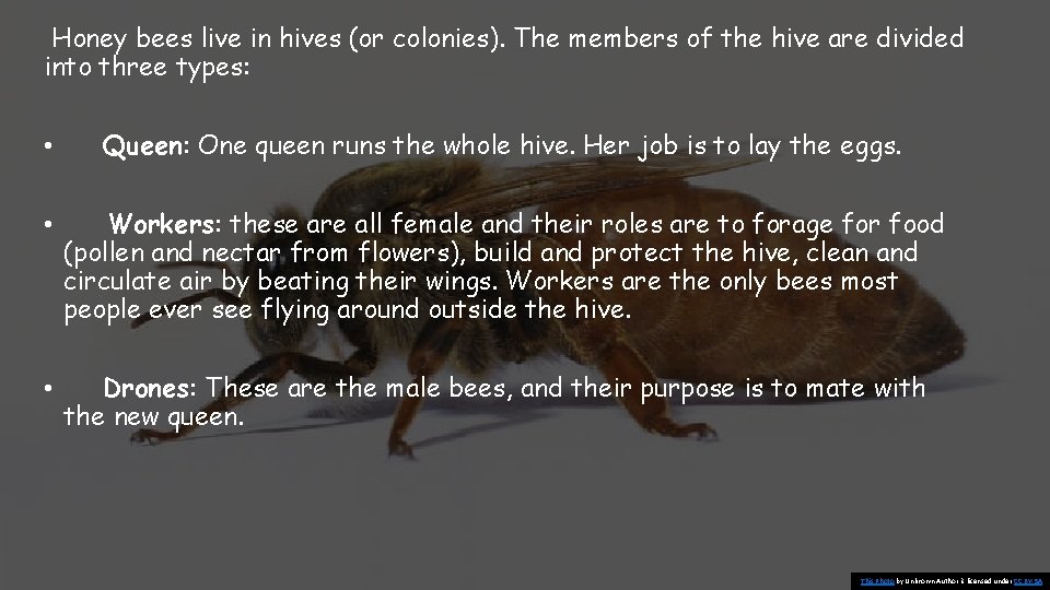 Honey bees live in hives (or colonies). The members of the hive are divided