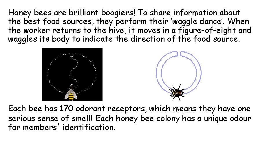 Honey bees are brilliant boogiers! To share information about the best food sources, they Honey bees are brilliant boogiers! To share information about the best food sources, they