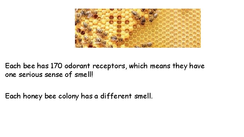 Each bee has 170 odorant receptors, which means they have one serious sense of Each bee has 170 odorant receptors, which means they have one serious sense of