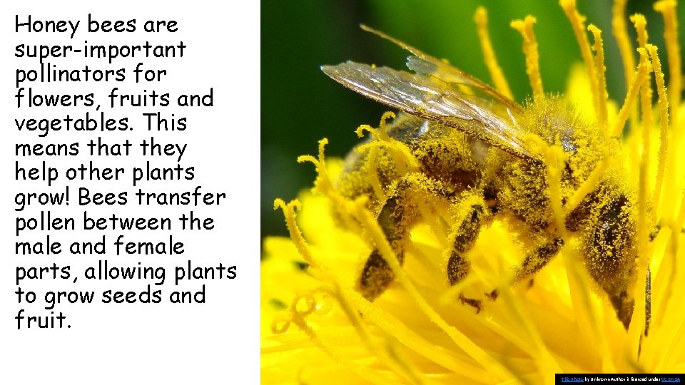 Honey bees are super-important pollinators for flowers, fruits and vegetables. This means that they