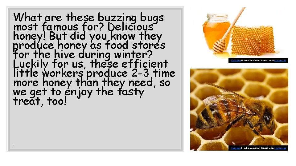 What are these buzzing bugs most famous for? Delicious honey! But did you know
