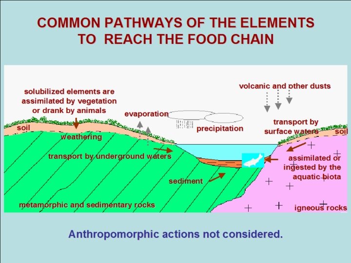COMMON PATHWAYS OF THE ELEMENTS TO REACH THE FOOD CHAIN solubilized elements are solubilized