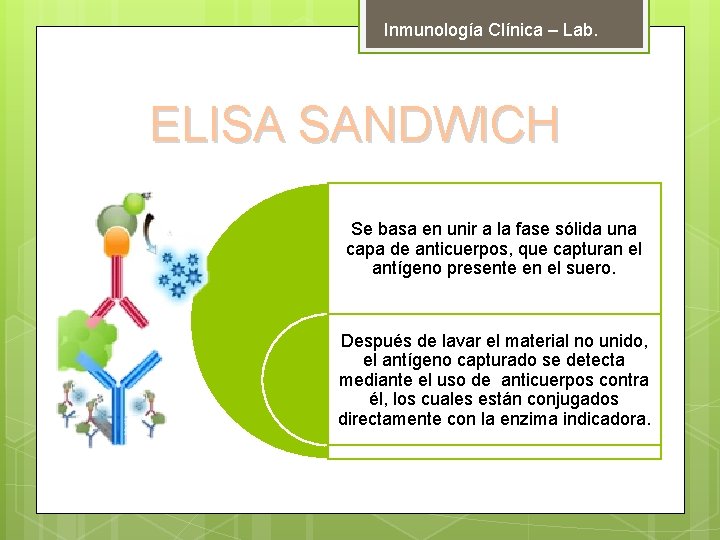 Inmunología Clínica – Lab. ELISA SANDWICH Se basa en unir a la fase sólida