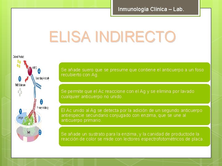 Inmunología Clínica – Lab. ELISA INDIRECTO Se añade suero que se presume que contiene