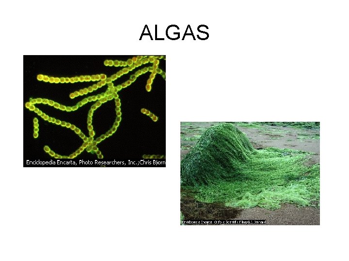 ALGAS 