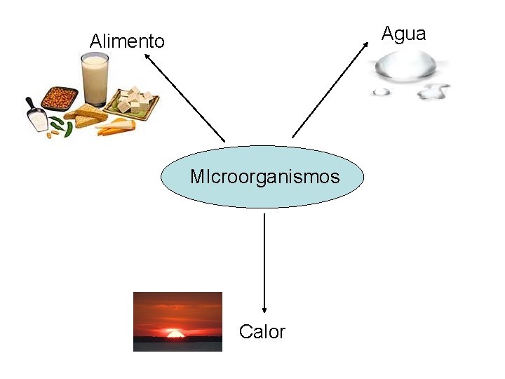 Agua Alimento MIcroorganismos Calor 