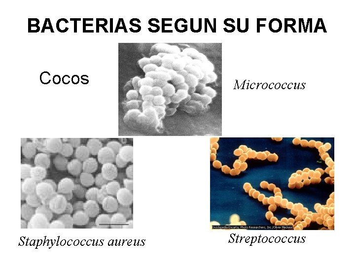 BACTERIAS SEGUN SU FORMA Cocos Staphylococcus aureus Micrococcus Streptococcus 