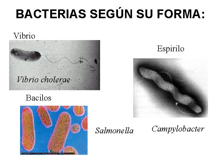 BACTERIAS SEGÚN SU FORMA: Vibrio Espirilo Vibrio cholerae Bacilos Salmonella Campylobacter 