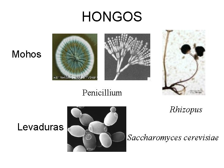 HONGOS Mohos Penicillium Rhizopus Levaduras Saccharomyces cerevisiae 