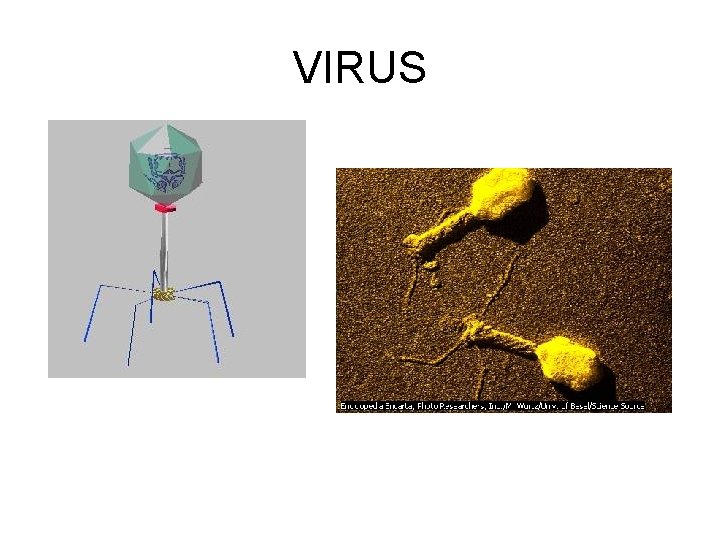 VIRUS 