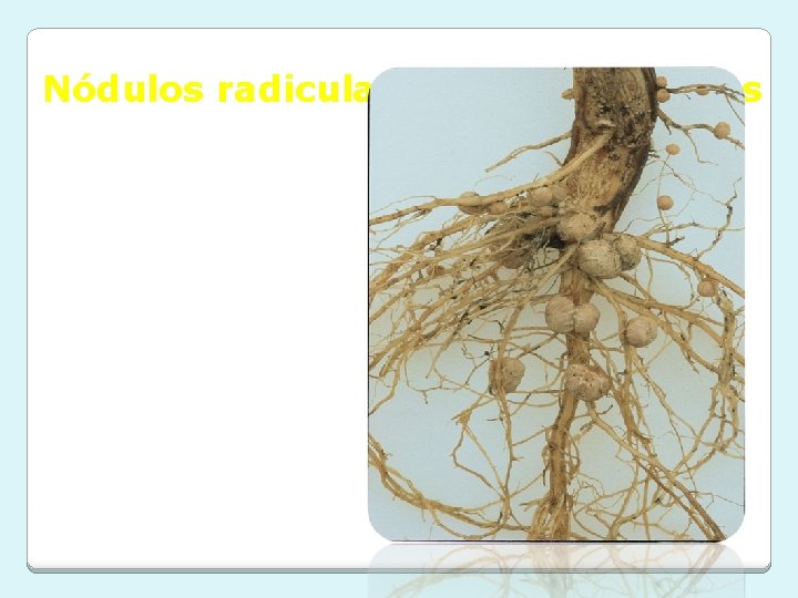 Nódulos radiculares de leguminosas Nódulos radiculares de leguminosas