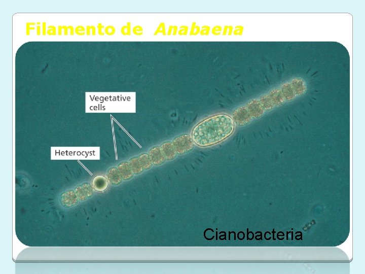 Filamento de Anabaena Cianobacteria Filamento de Anabaena Cianobacteria