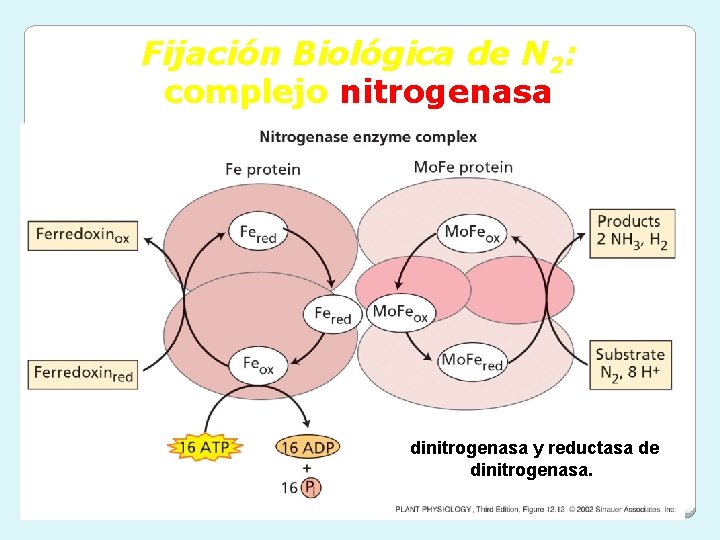 Fijación Biológica de N 2: complejo nitrogenasa dinitrogenasa y reductasa de dinitrogenasa. 