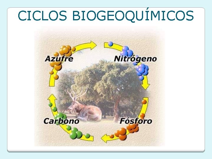 CICLOS BIOGEOQUÍMICOS CICLOS BIOGEOQUÍMICOS