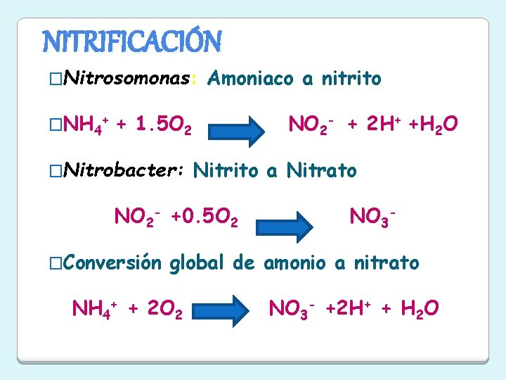 NITRIFICACIÓN �Nitrosomonas: �NH 4+ Amoniaco a nitrito + 1. 5 O 2 �Nitrobacter: NO