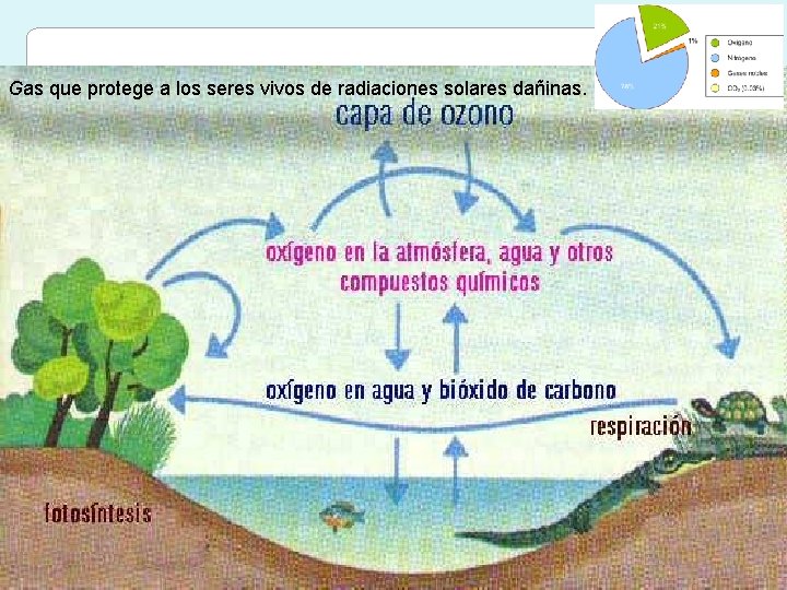 Gas que protege a los seres vivos de radiaciones solares dañinas. Gas que protege a los seres vivos de radiaciones solares dañinas.