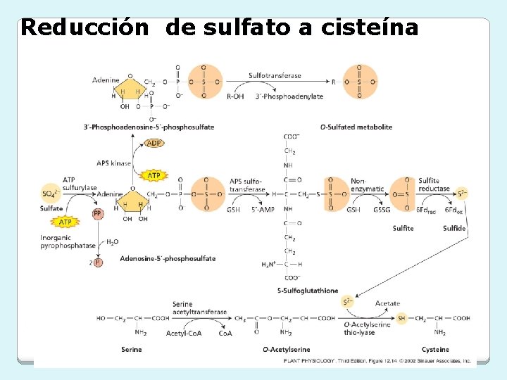 Reducción de sulfato a cisteína 