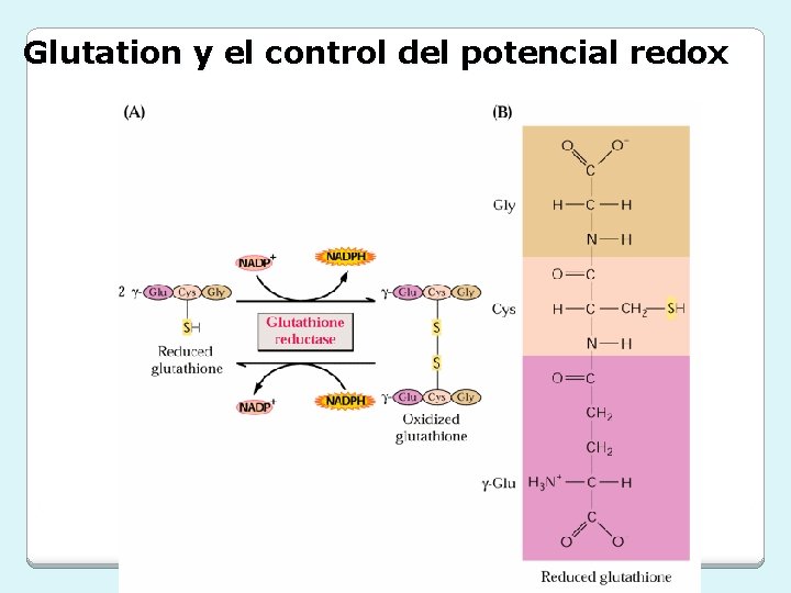 Glutation y el control del potencial redox 