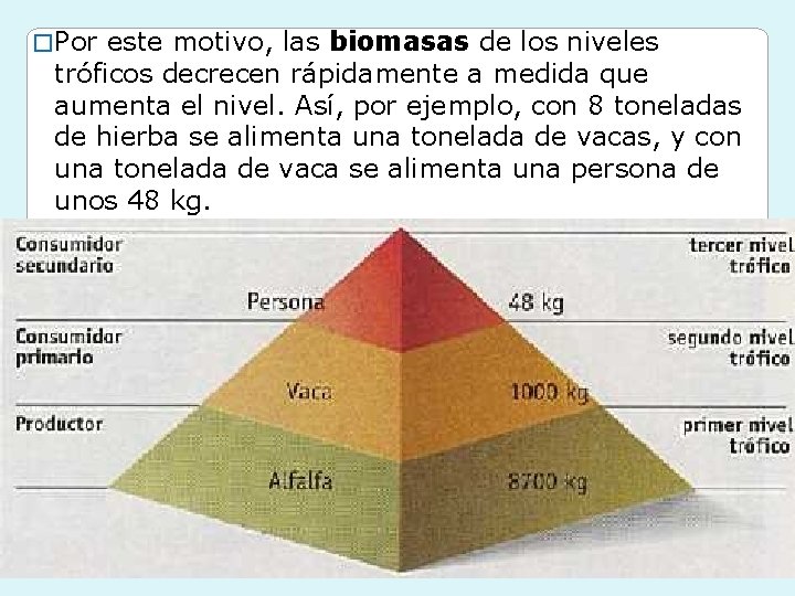 � Por este motivo, las biomasas de los niveles tróficos decrecen rápidamente a medida � Por este motivo, las biomasas de los niveles tróficos decrecen rápidamente a medida