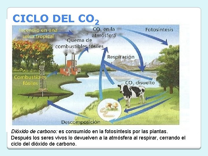 CICLO DEL CO 2 Dióxido de carbono: es consumido en la fotosíntesis por las CICLO DEL CO 2 Dióxido de carbono: es consumido en la fotosíntesis por las