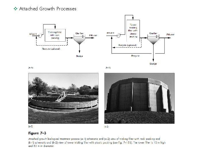 v Attached Growth Processes 