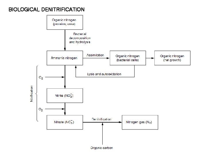 BIOLOGICAL DENITRIFICATION 