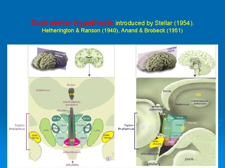 Dual center hypothesis introduced by Stellar (1954). Hetherington & Ranson (1940), Anand & Brobeck
