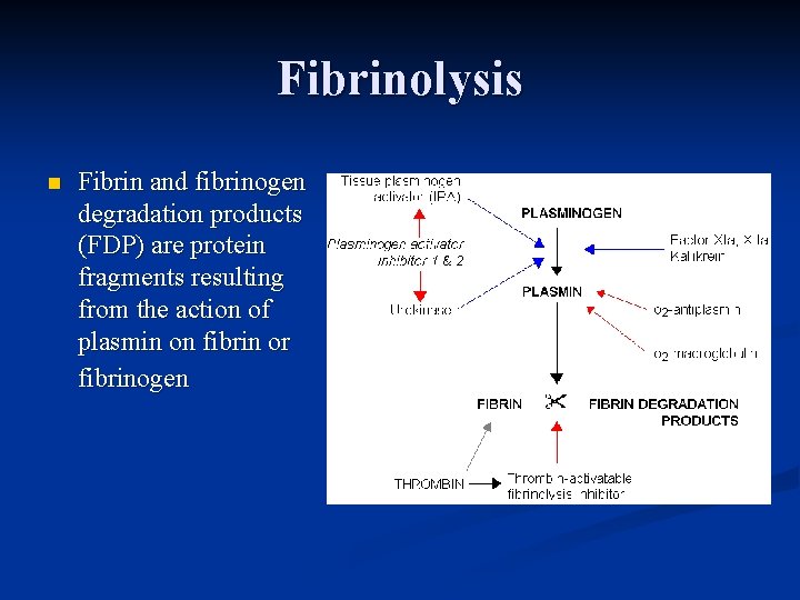 Fibrinolysis n Fibrin and fibrinogen degradation products (FDP) are protein fragments resulting from the